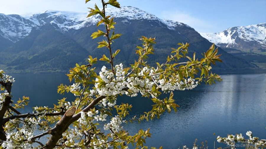 Bergen: Hardangerfjord, Voss Gondola & 3 Great Waterfalls - Passing Hardanger Bridge: quick, useful, and not a distraction