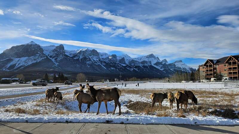 Calgary: Canmore, Banff, Lake Louise - Gondola Included - Canmore Break: A Breather Between Giants