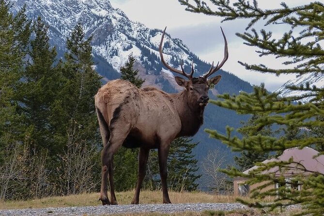 Guided Tour to Banff Highlights & Wildlife With Gondola Admission - Key Things That Make This Tour Worth Your Time