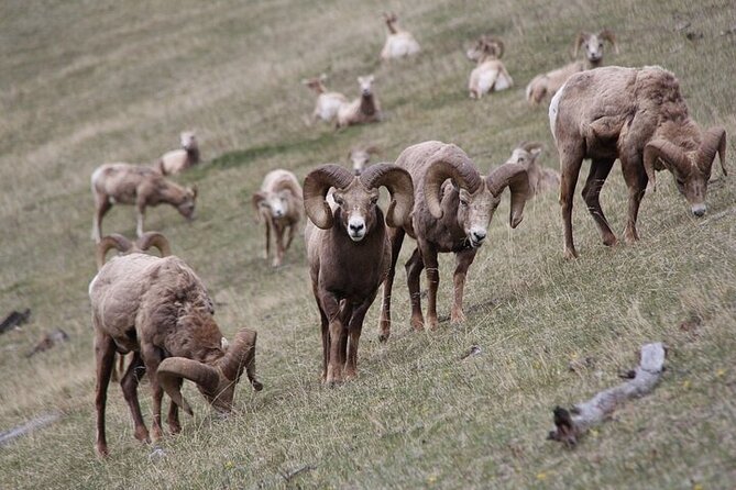 Guided Tour to Banff Highlights & Wildlife With Gondola Admission - A Small-Group Banff Day Built Around Wildlife and Timing