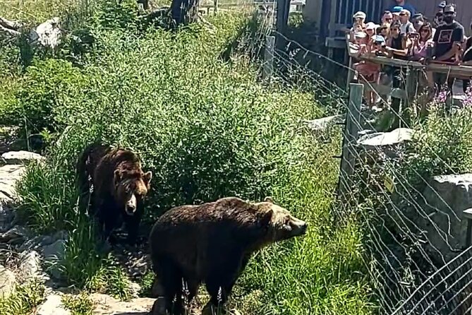 Guided Vancouver Hiking Highlights Day Tour with Gondola Download - Grouse Mountain up top: grizzlies, shows, and eating without stress