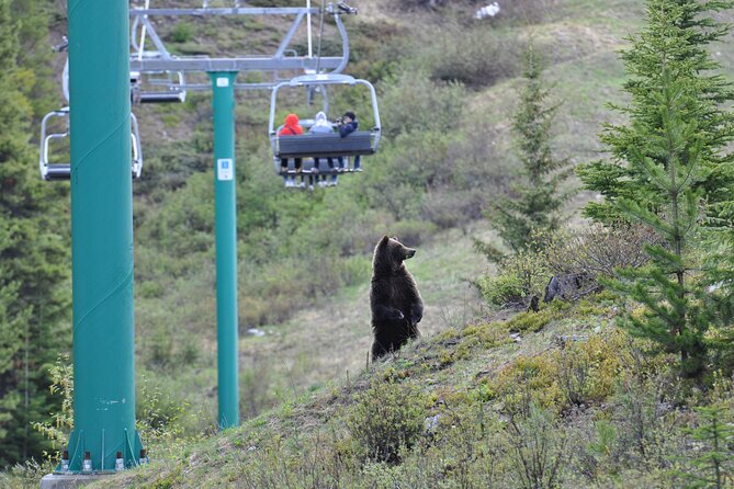 Lake Louise Summer Gondola Experience - Wildlife odds: how to maximize chances without losing your mind