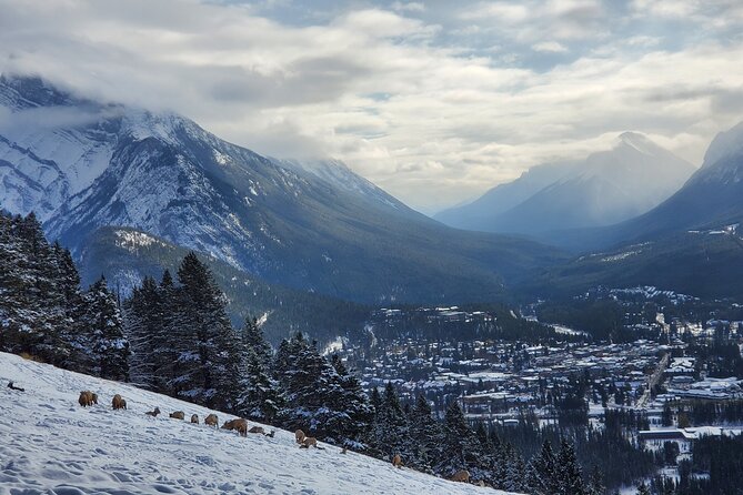 Spectacular Banff Day - Gondola Included - Price and what you’re actually paying for
