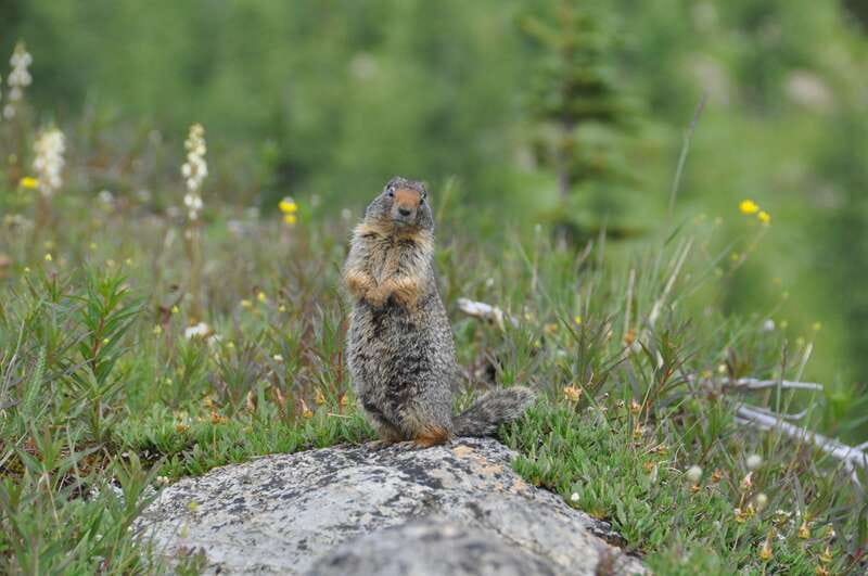 Sunshine Meadows Daily Guided Hike with Gondola - Sunshine Meadows: the Continental Divide meadows that feel made for photos