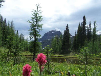 Sunshine Meadows Daily Guided Hike with Gondola - Banff pickup, white van meet-up, and a lift-first start at Sunshine Village