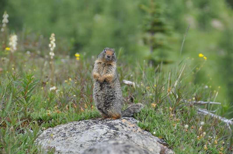 Sunshine Meadows Daily Guided Hike with Gondola - Lunch with a real food plan, plus how much water you should carry