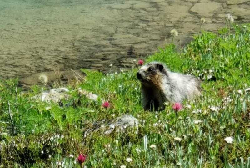 Sunshine Meadows Daily Guided Hike with Gondola - Who this hike is best for (and who should pick something else)